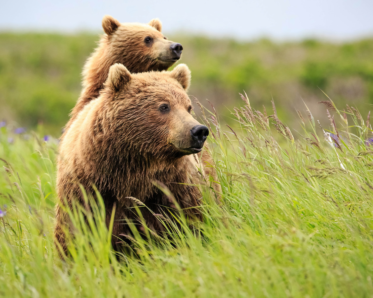 Медведица с медвежонком в зеленой траве