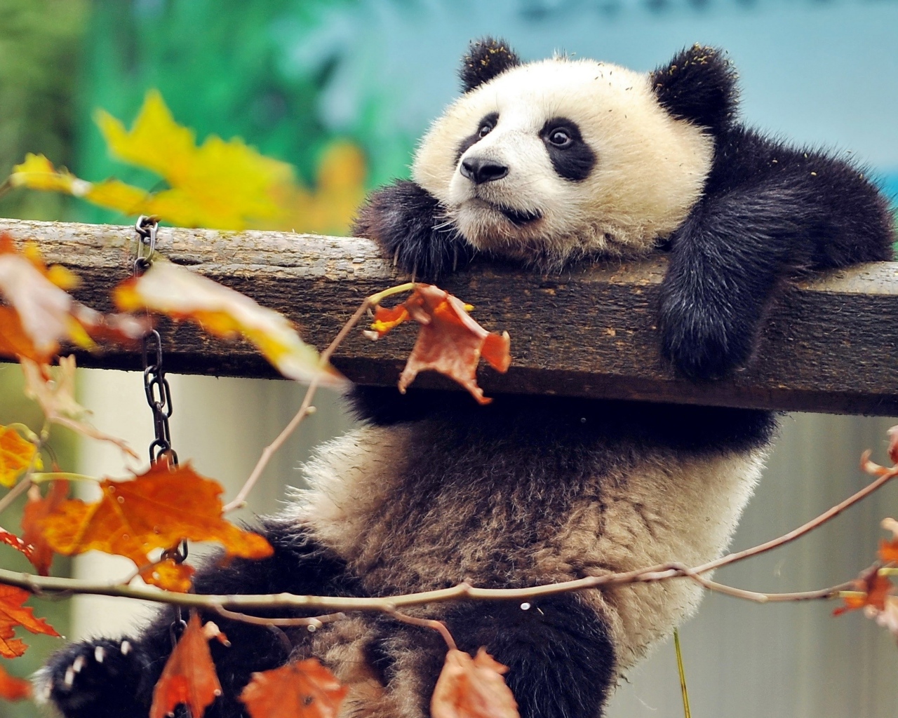 Панда висит на перекладине в зоопарке