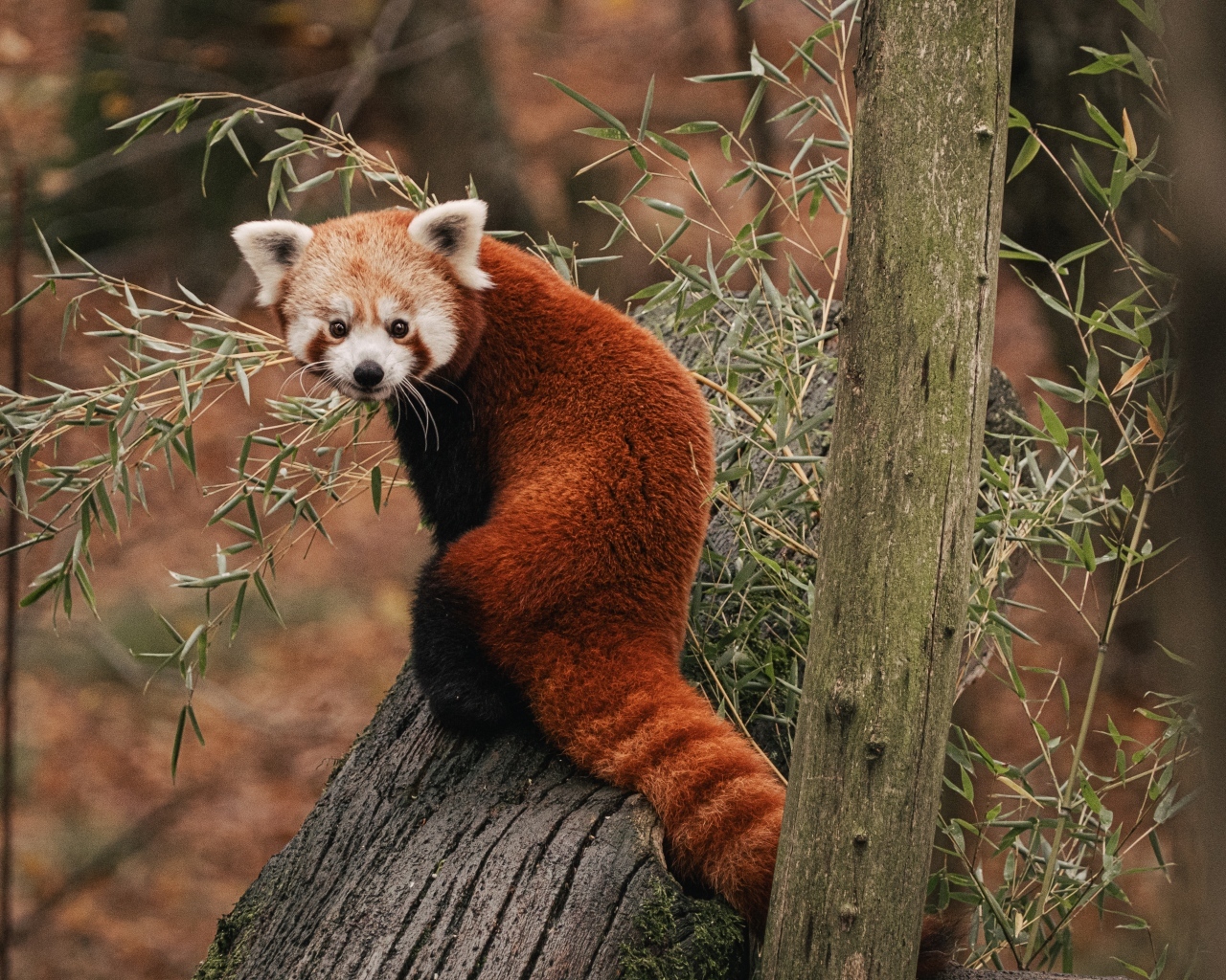 Красная панда сидит на дереве эвкалипта