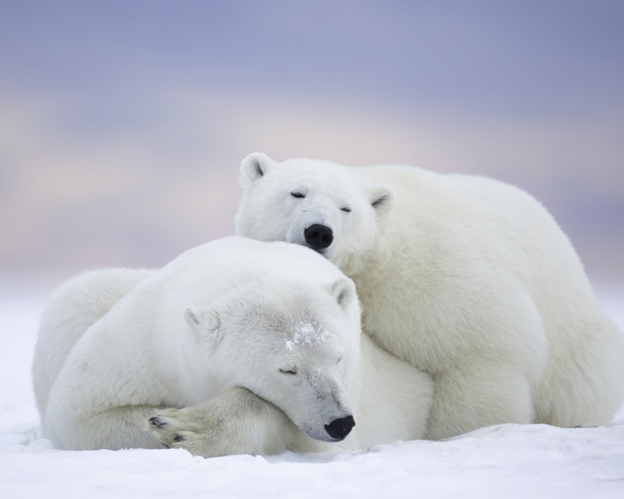 Два белых медведя спят на снегу