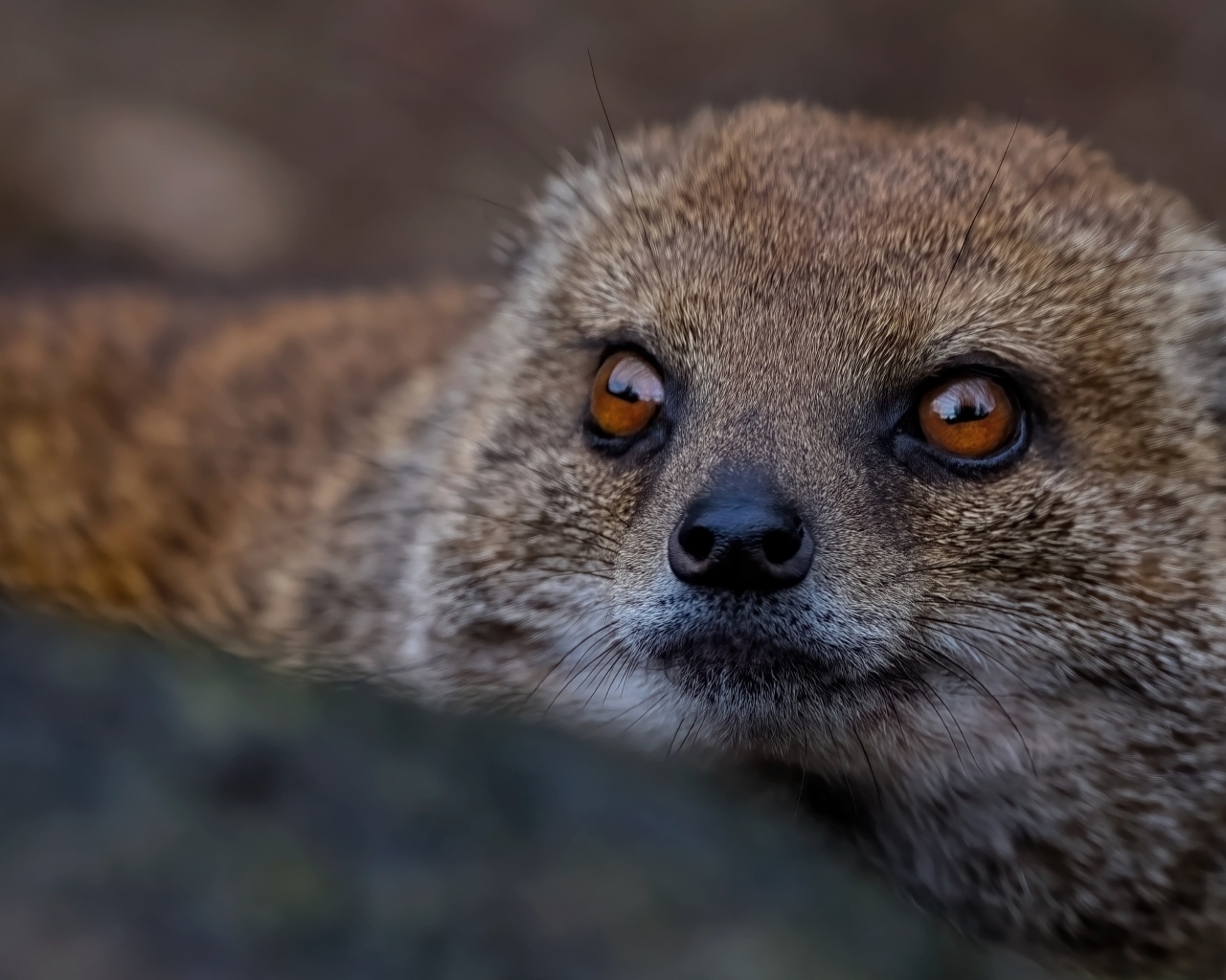 Большие карие глаза мангуста