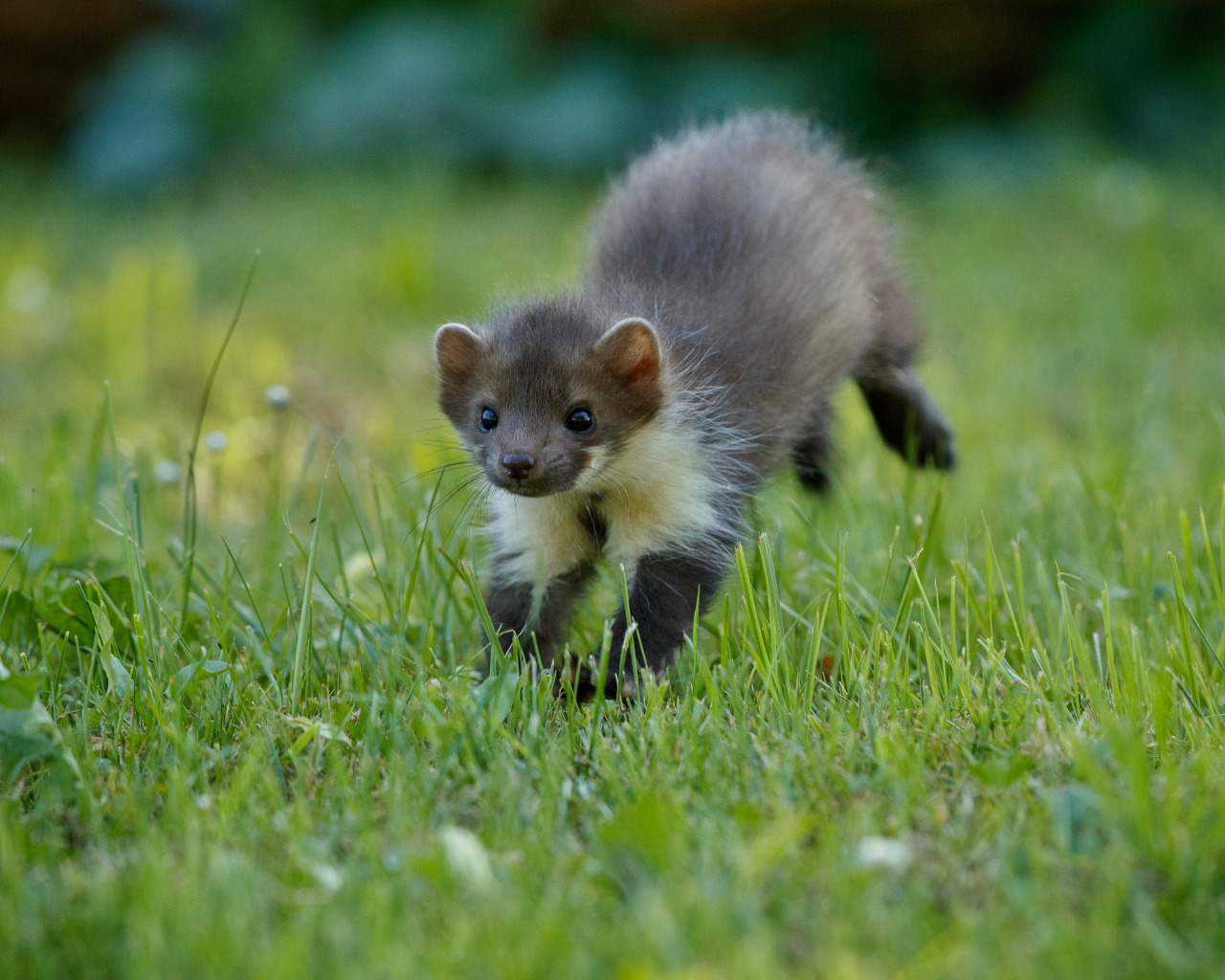 Маленькая ласка на зеленой  траве