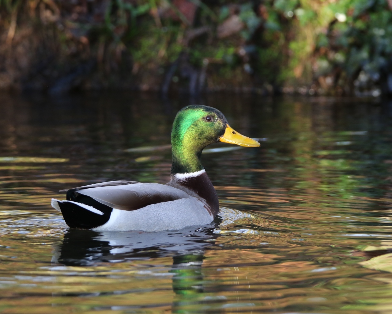 Красивый селезень плавает в воде