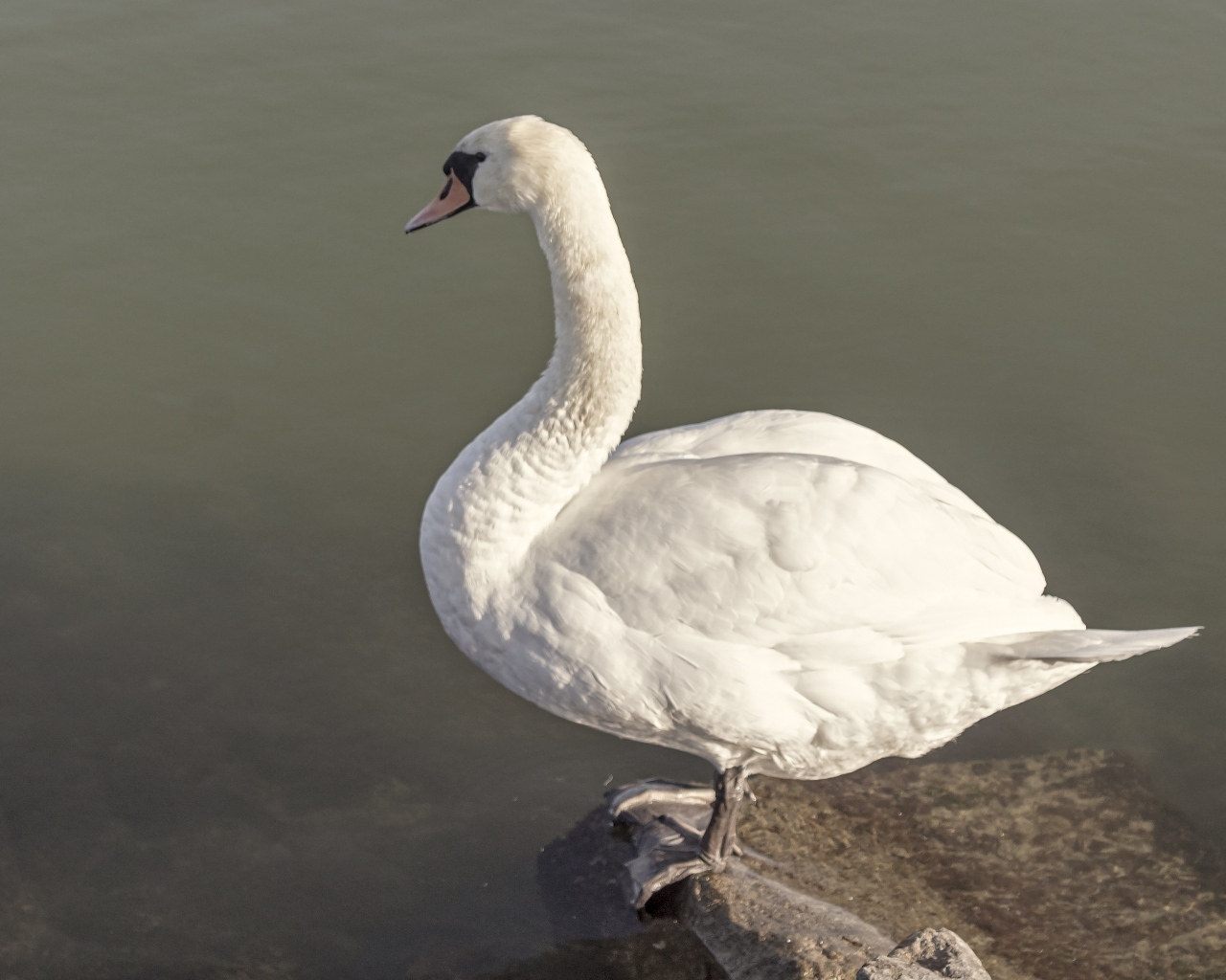Красивый белый лебедь стоит на камне у воды