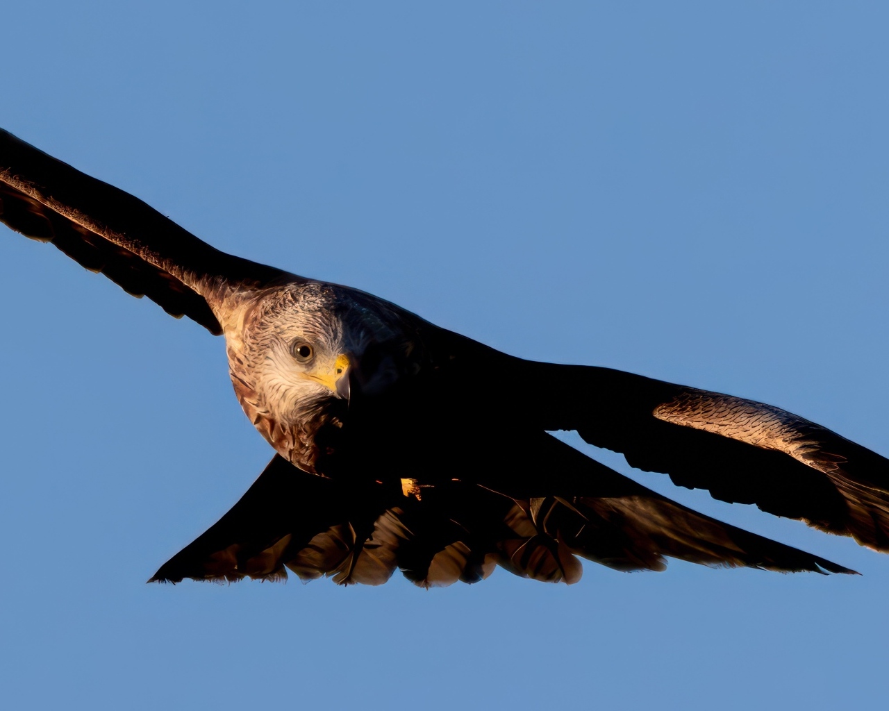 Большой красный коршун летает в небе