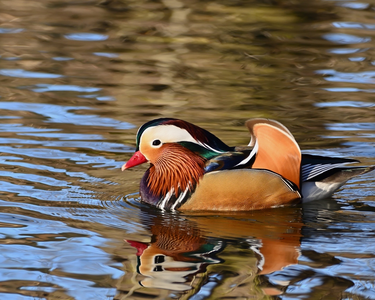 Разноцветная утка мандаринка плавает в воде