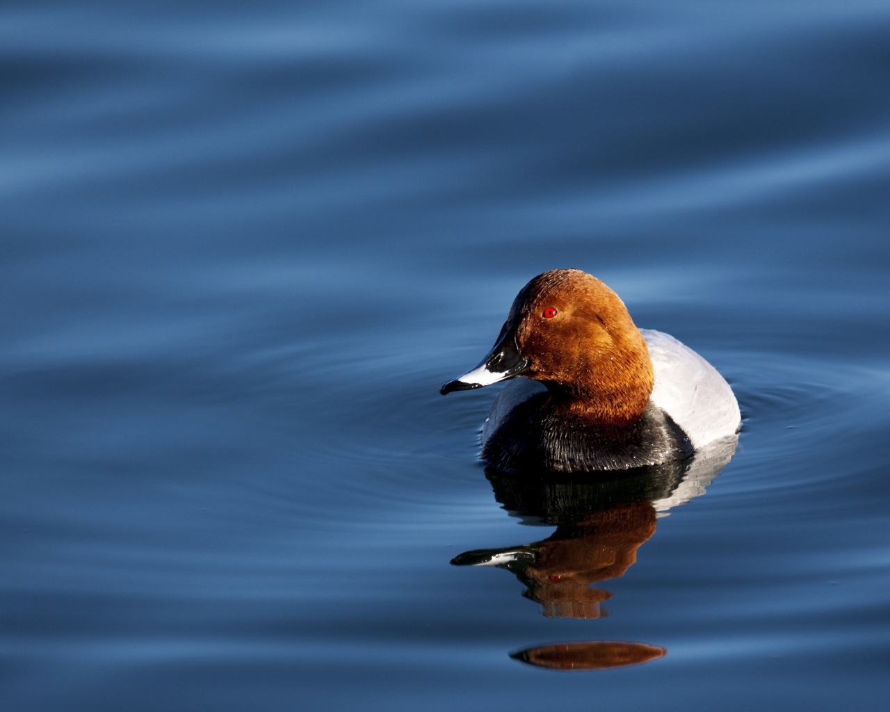 Утка отражается в темной воде озера