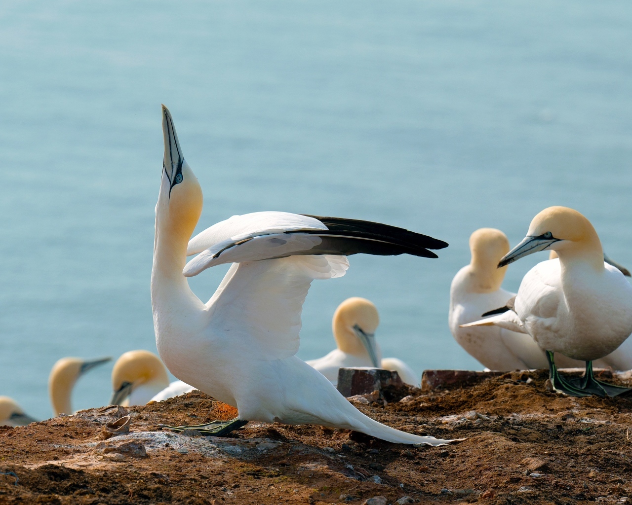 Стая чаек на скале у моря