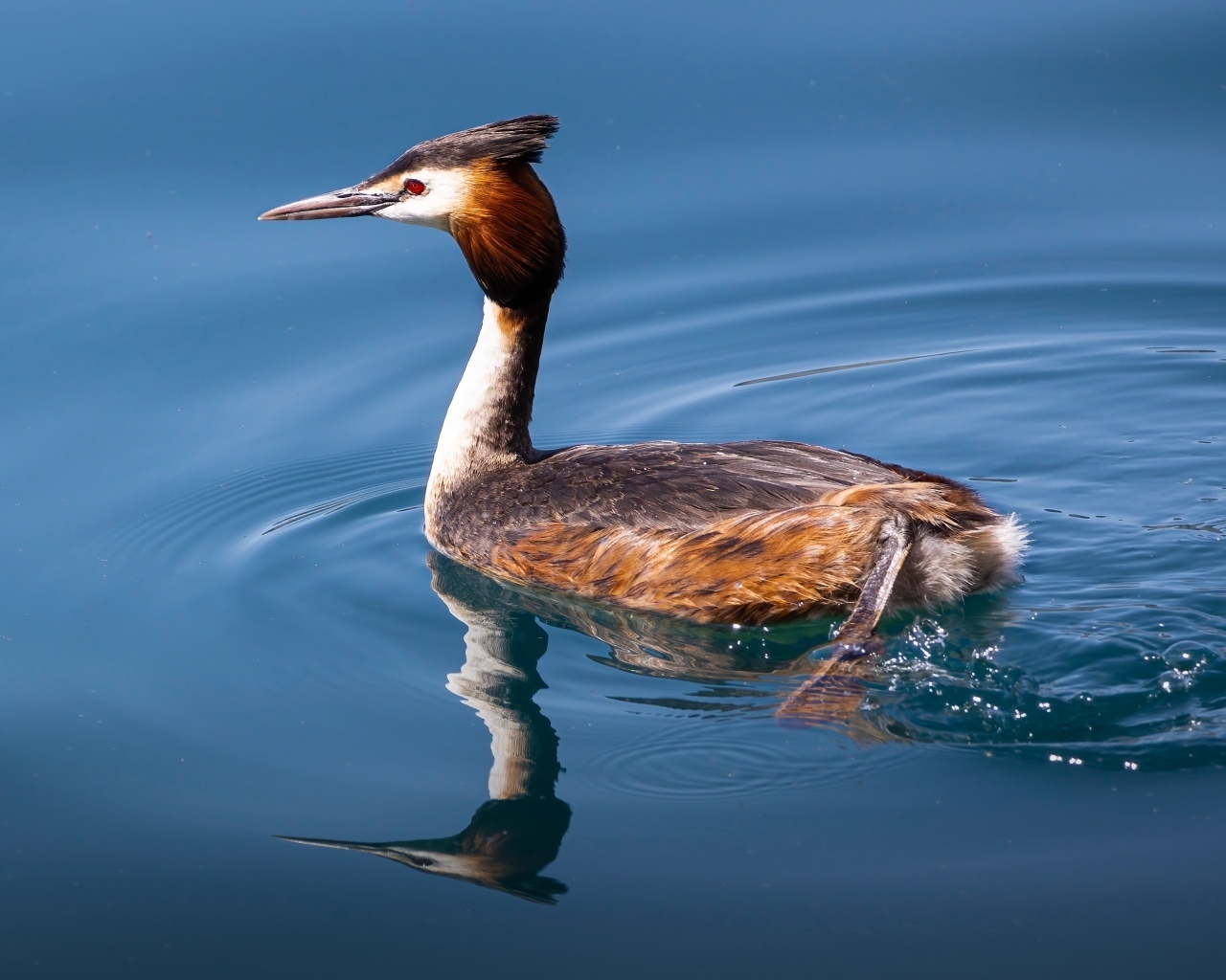 Птица поганка с острым клювом плавает в воде