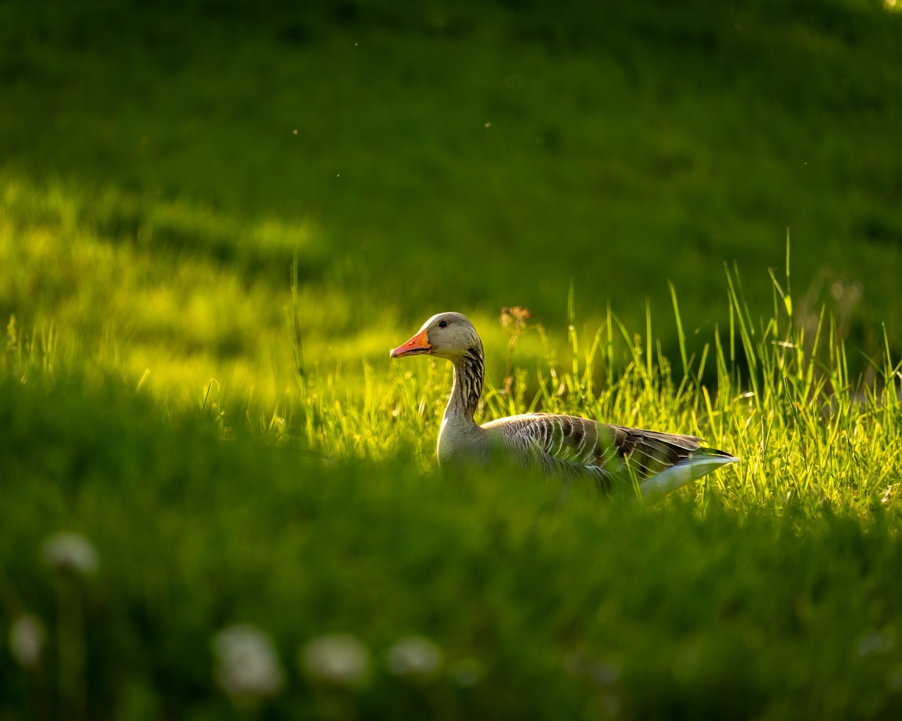 Большой серый гусь гуляет по зеленой траве