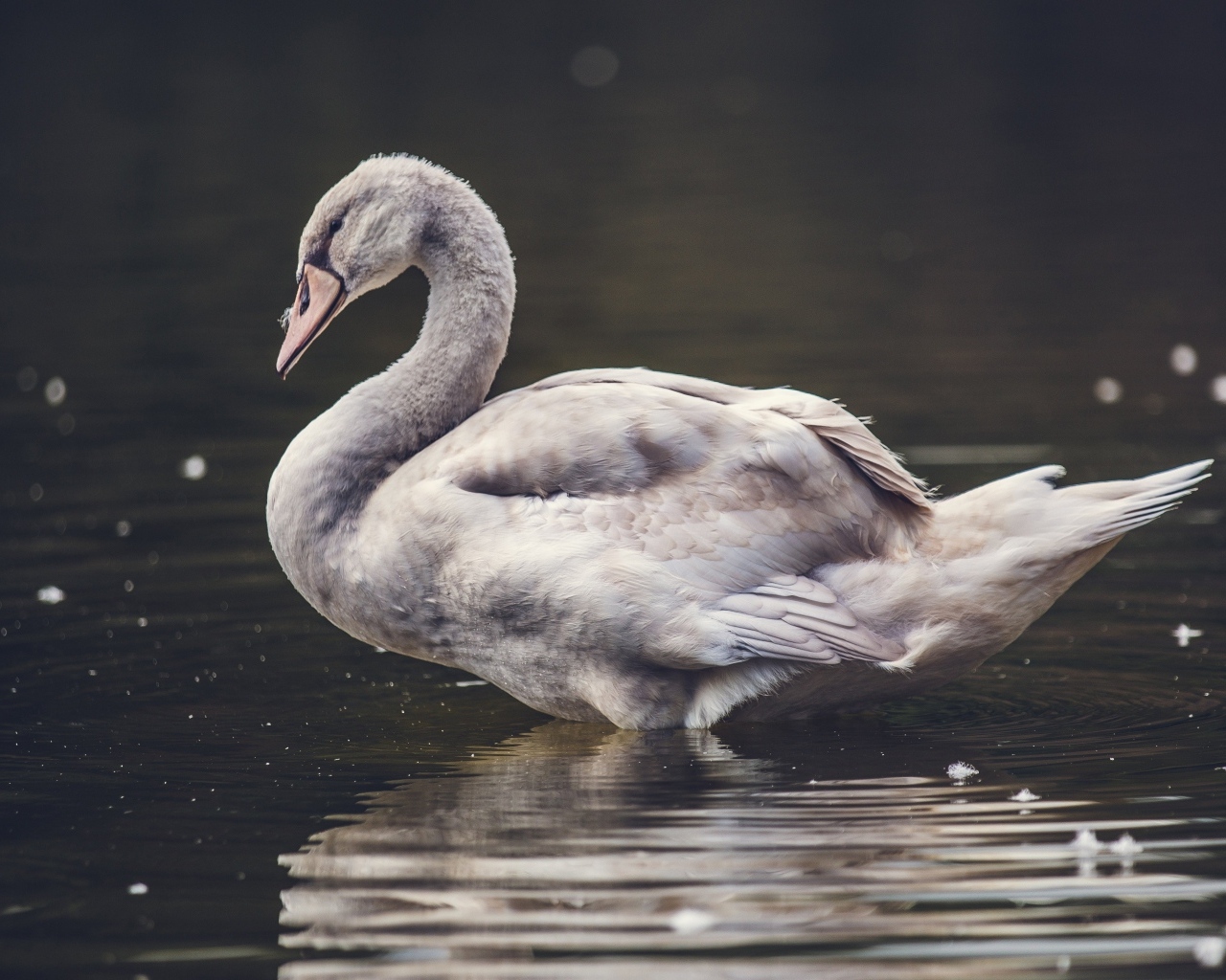 Большой серый гусь стоит в воде