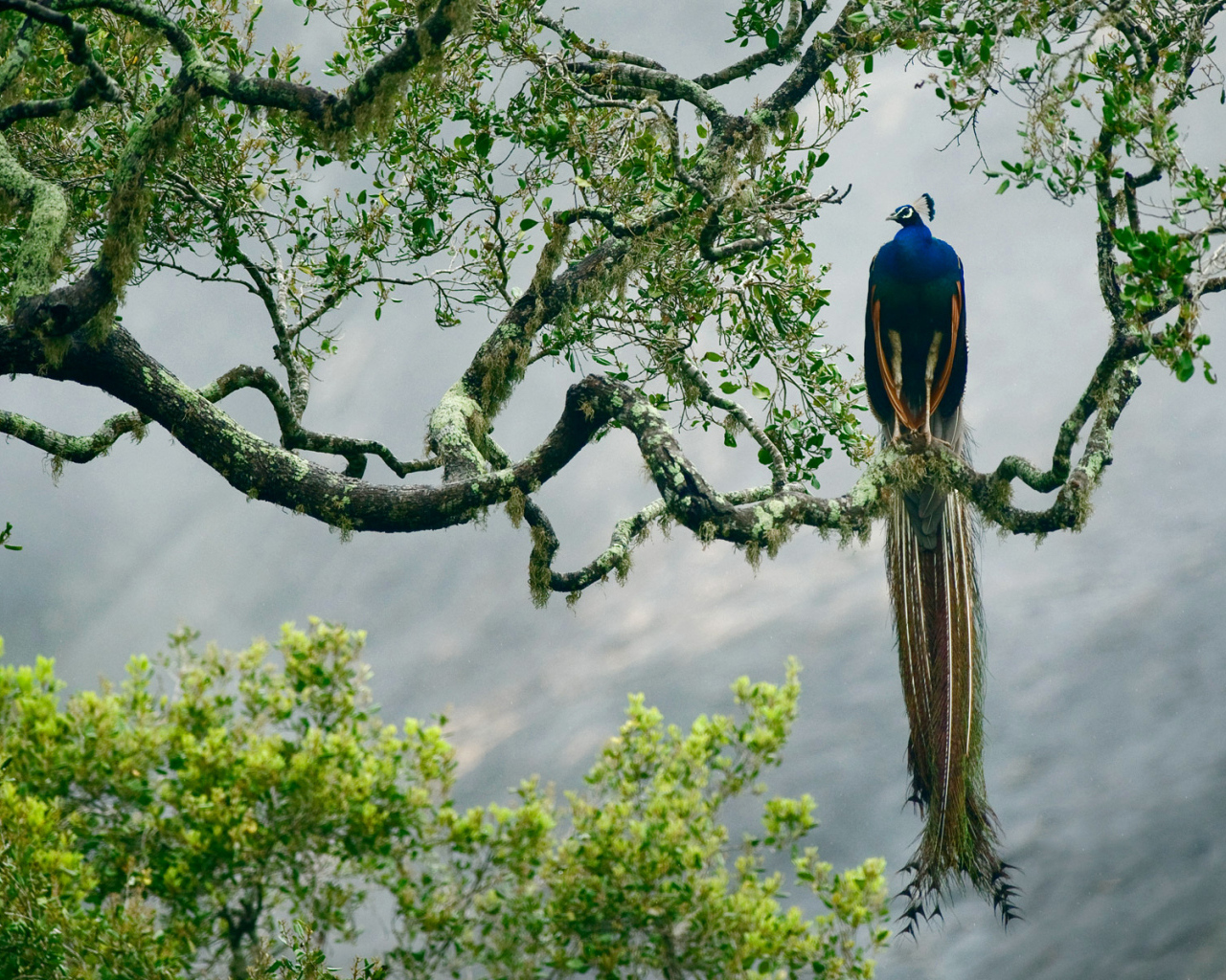 Большой павлин сидит на ветке дерева