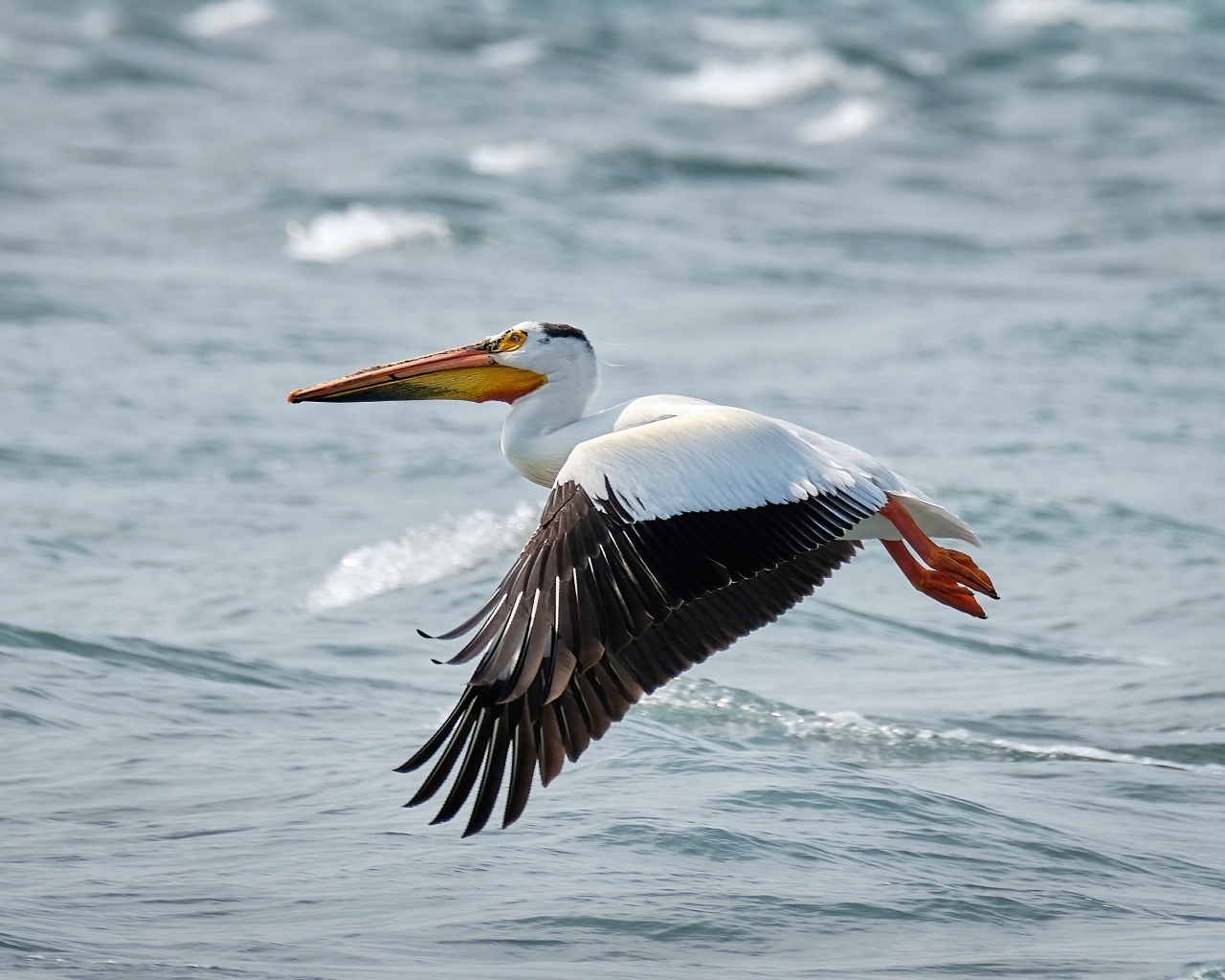 Большой пеликан летит над водой