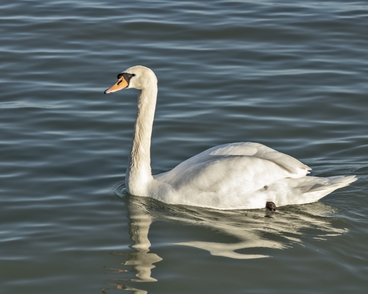 Большой белый лебедь плавает в воде