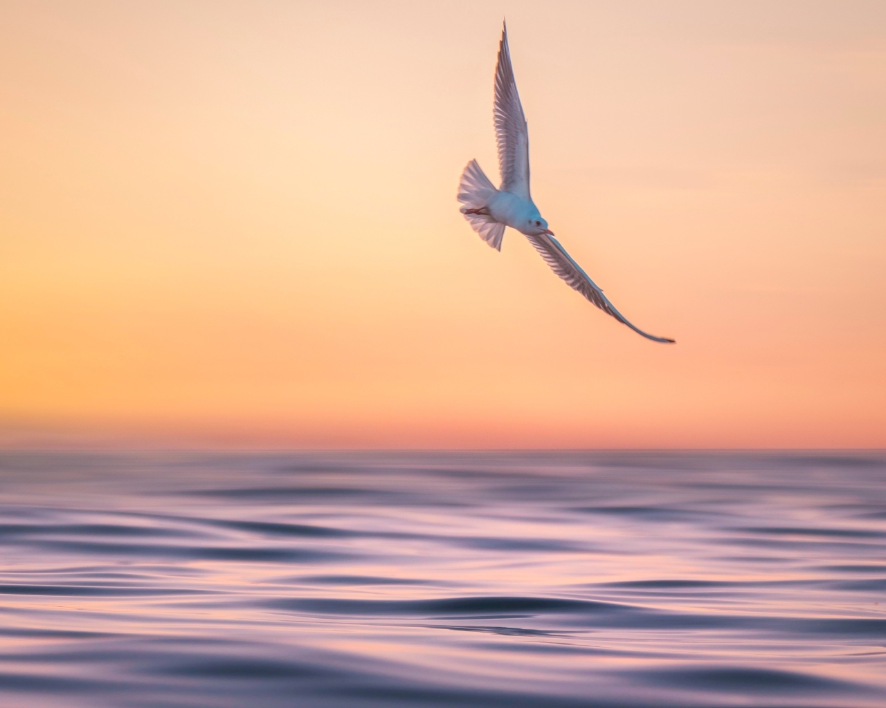 Чайка летает над спокойным морем