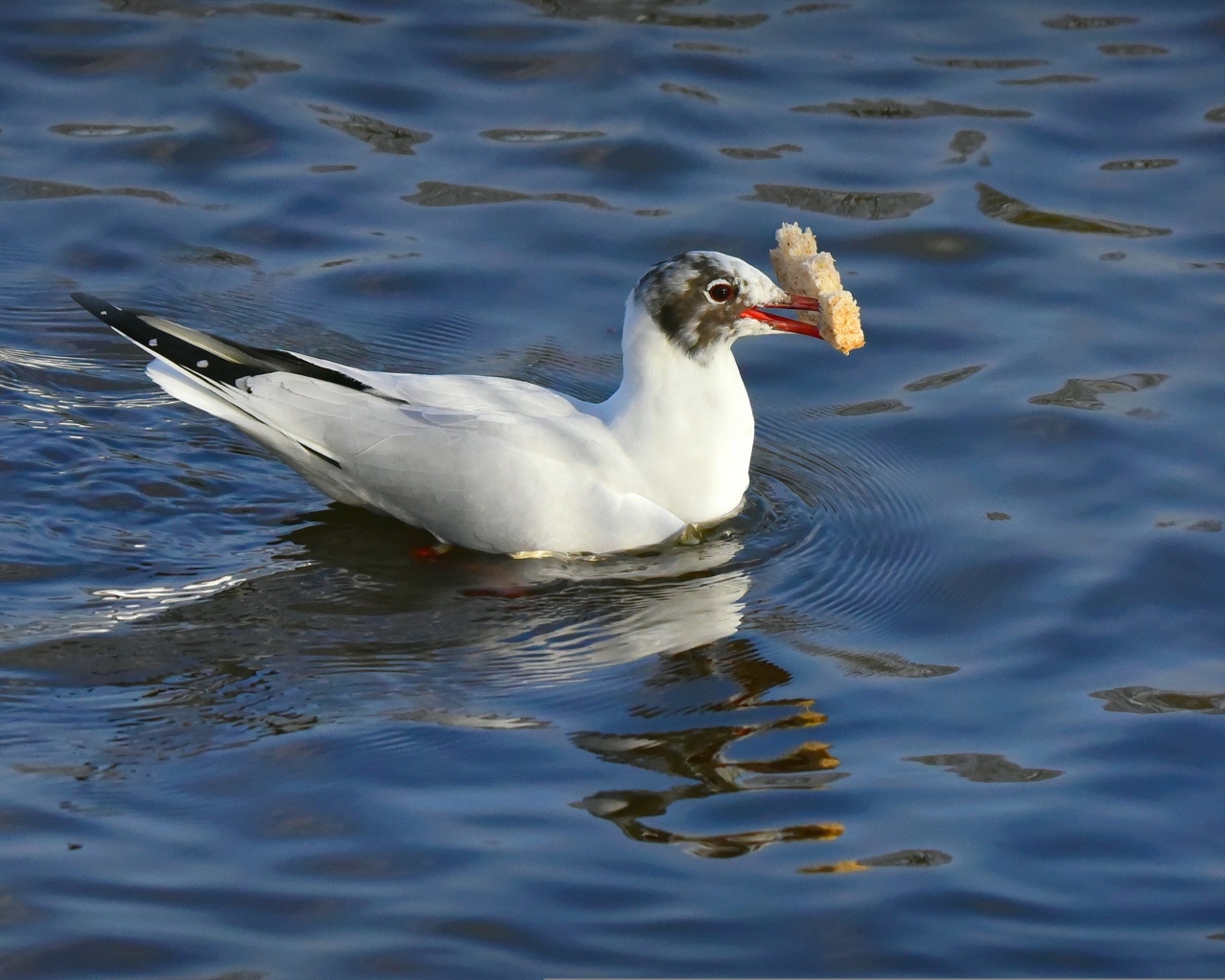 Чайка  с куском хлеба плавает в воде