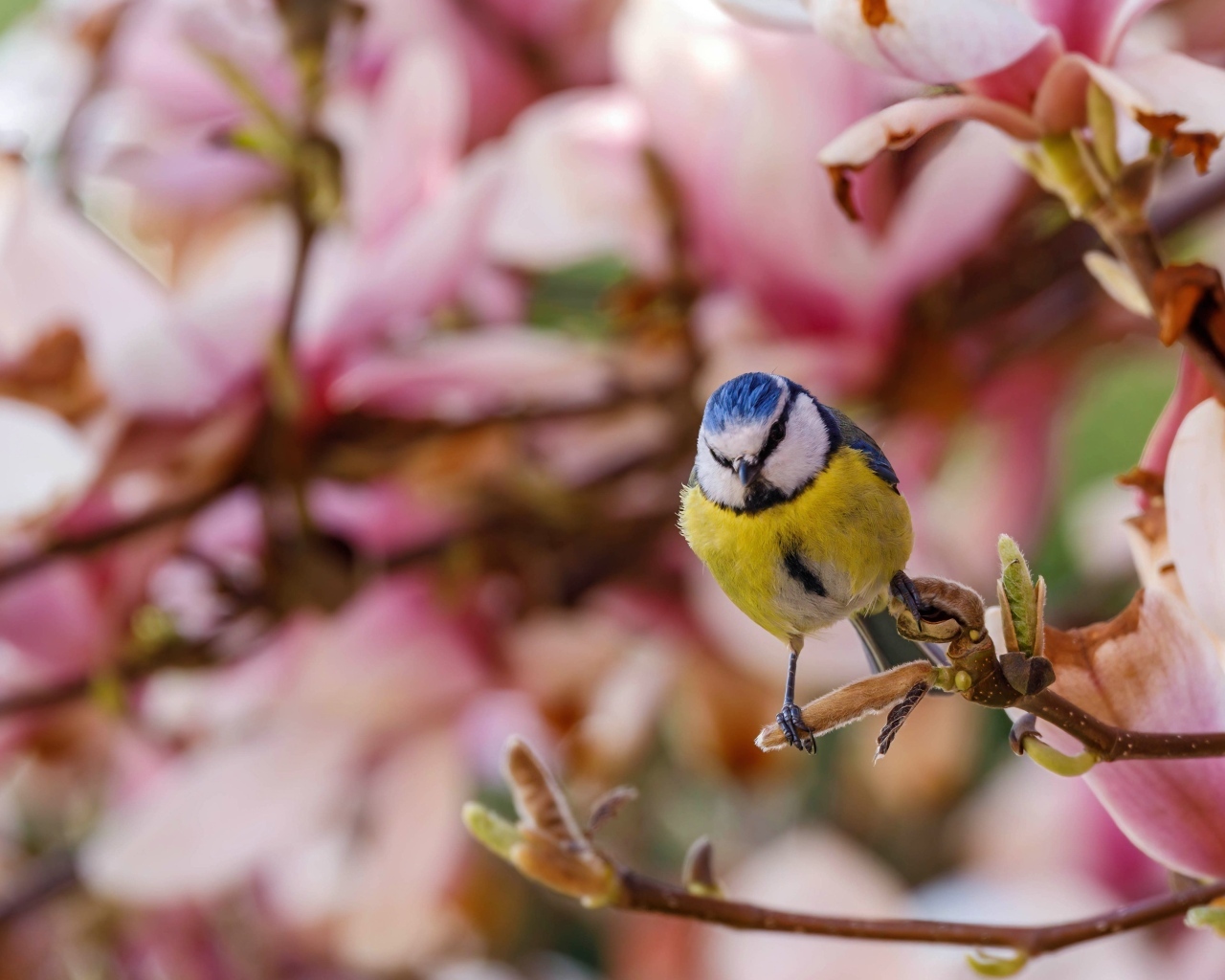 Маленькая птица лазоревка сидит на ветке дерева