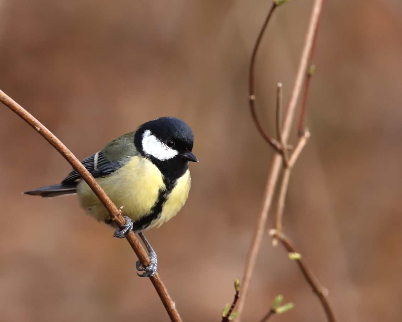 Маленькая синица сидит на тонкой ветке