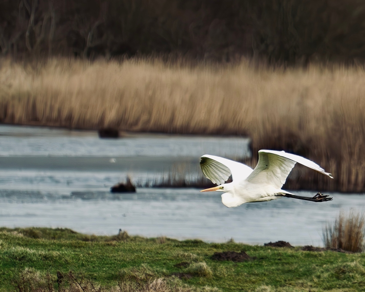 Белая цапля летит над водой