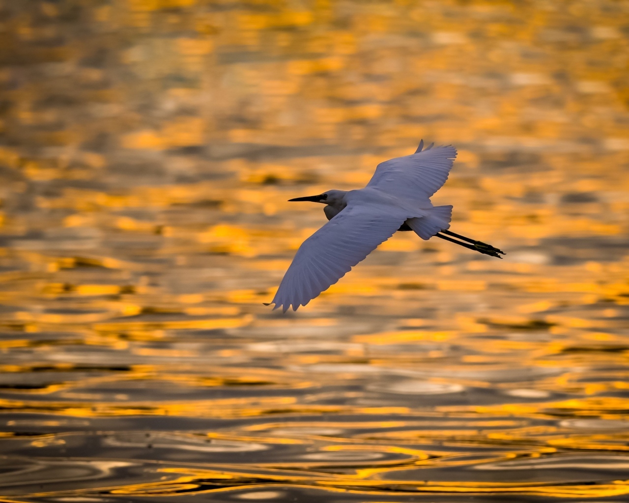 Белая цапля летит над водой на закате