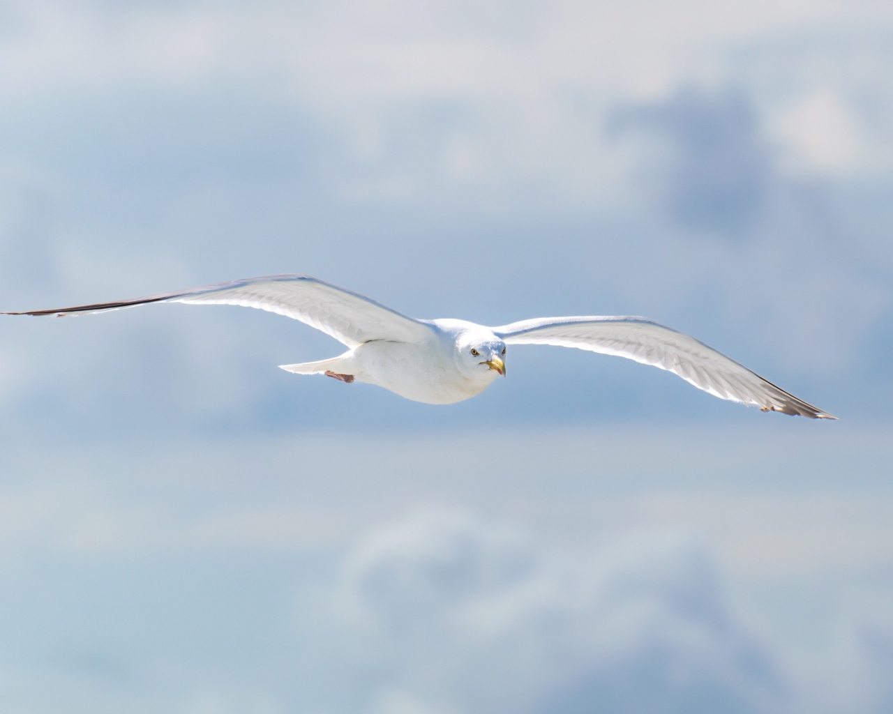 Белая чайка летит в облаках