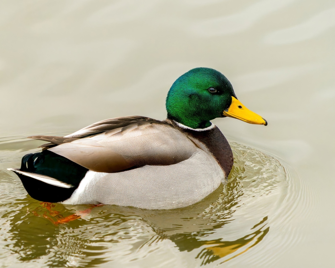 Дикий селезень с зеленой головой плавает в воде