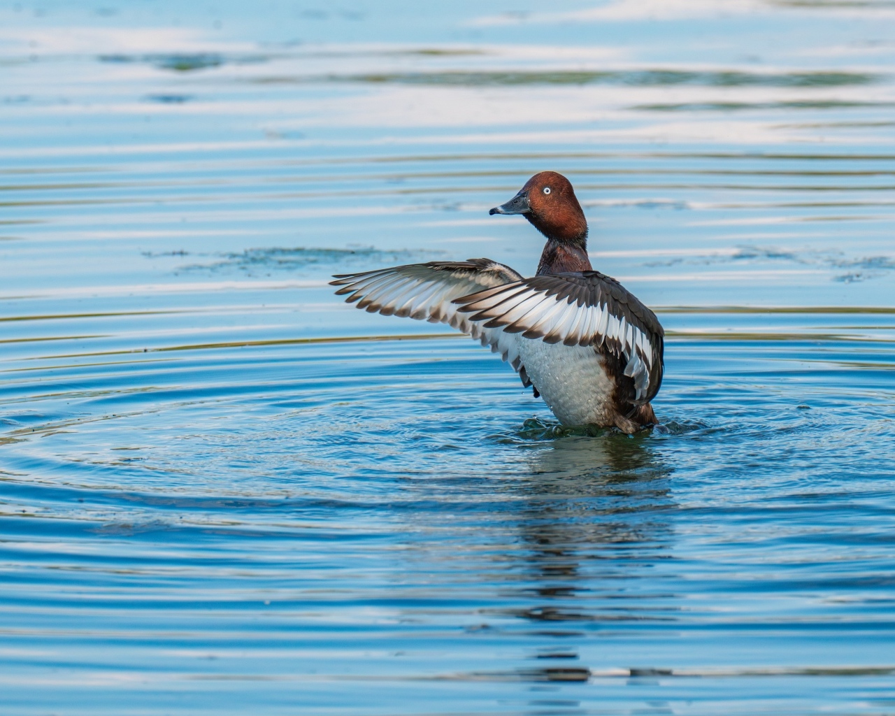 Дикая утка готовится к взлеты на озере