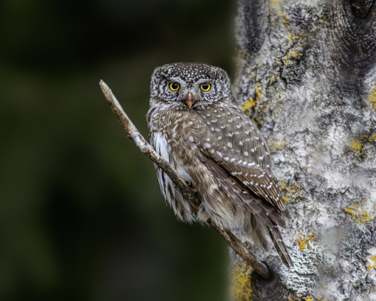 Птица сова сидит на ветке у дерева