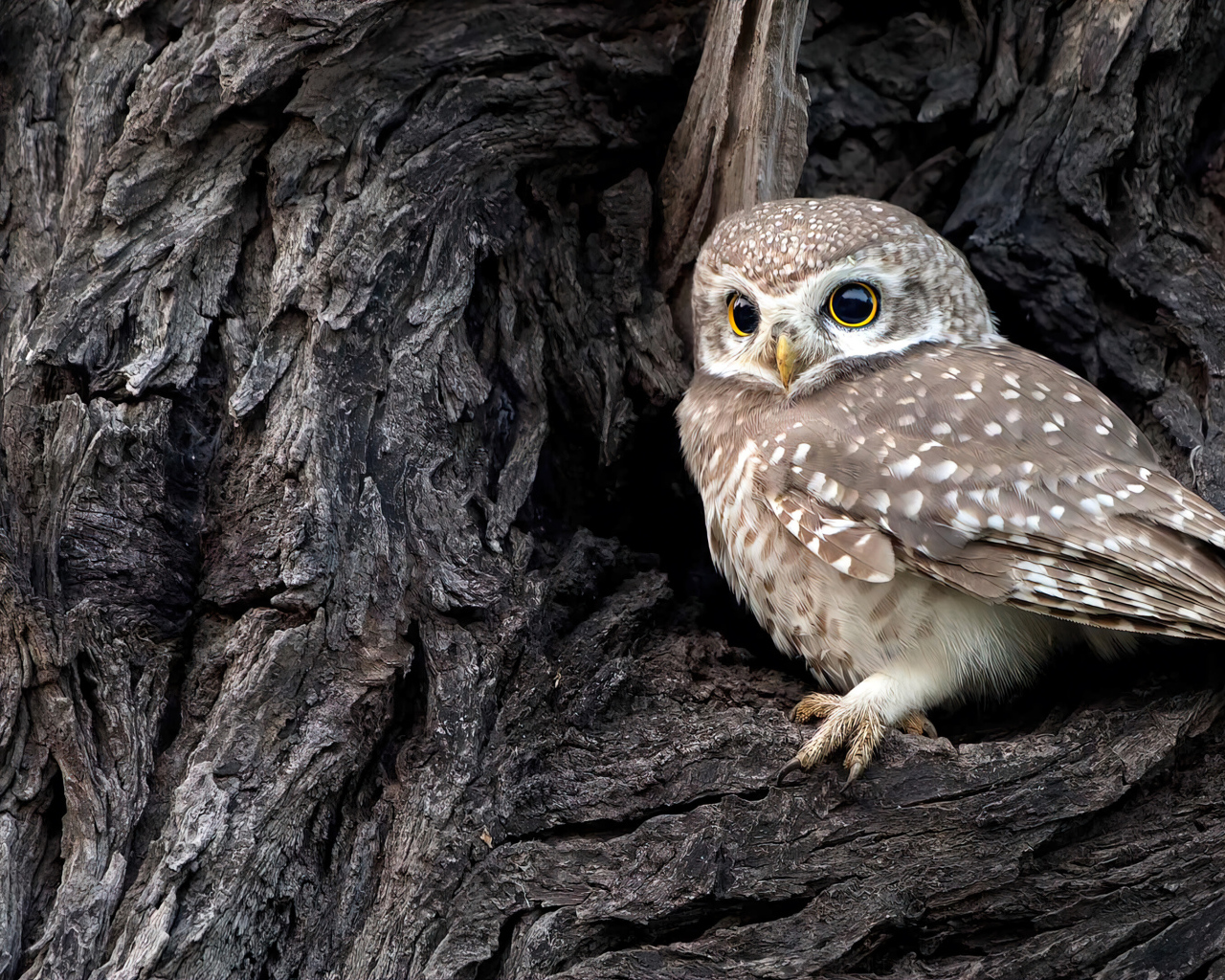 Сова сидит в дупле у дерева
