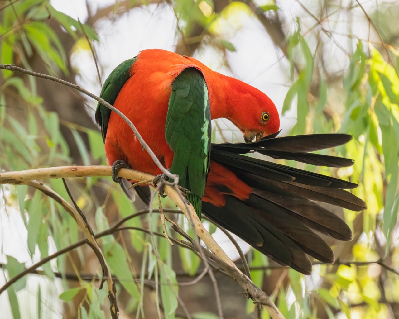 Красивый австралийский королевский попугай на ветке