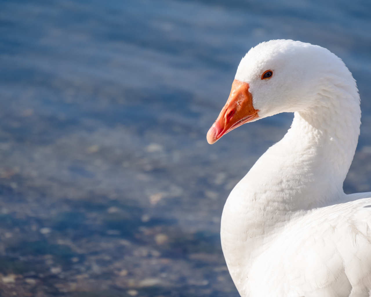 Красивый белый гусь в лучах солнца у воды