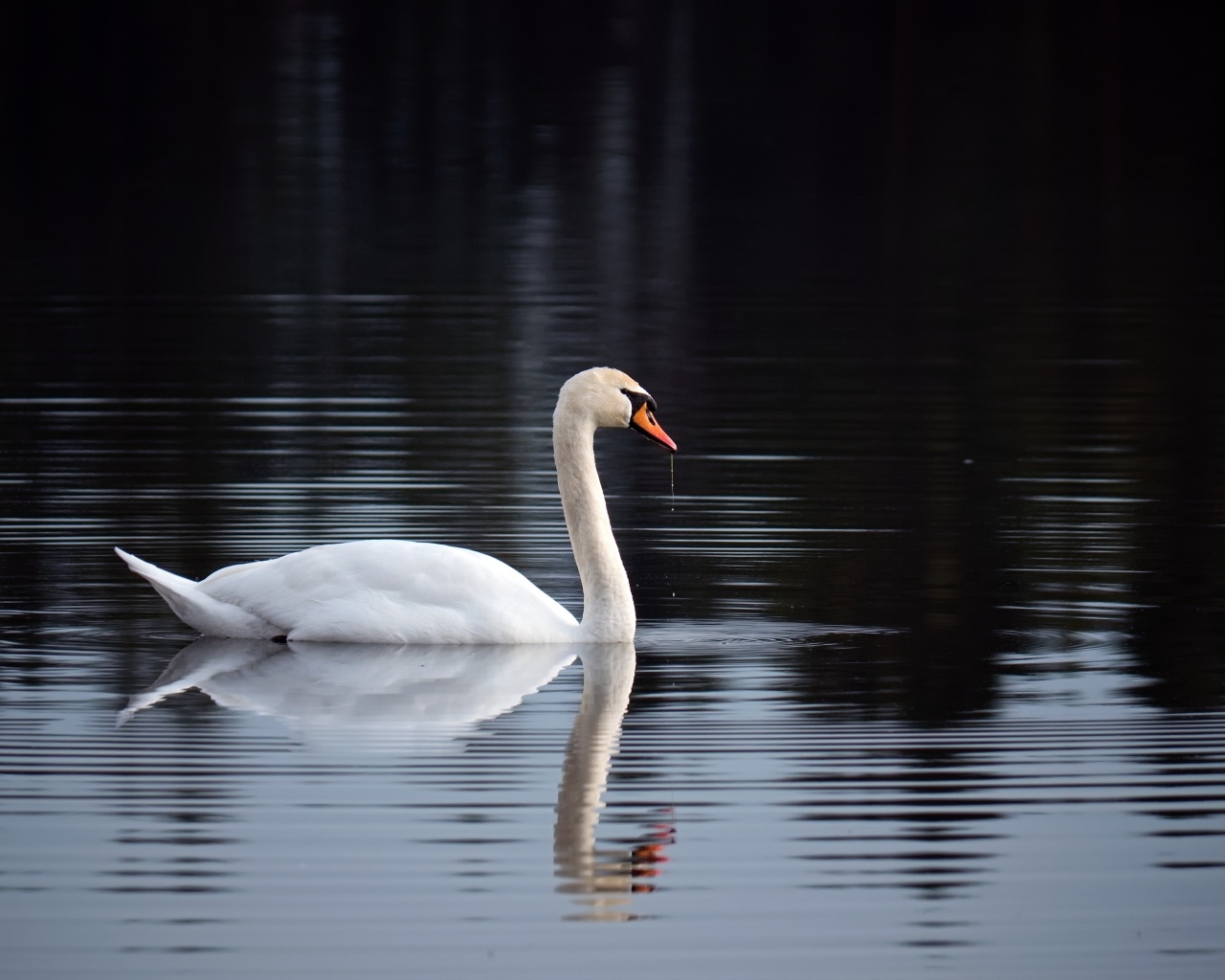 Красивый белый лебедь отражается в воде