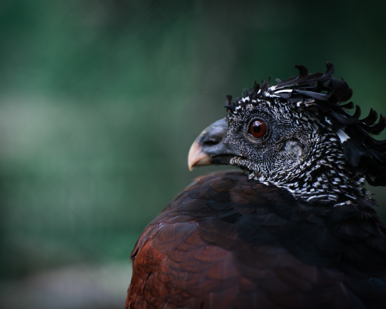 Большая черная птица великий курасов