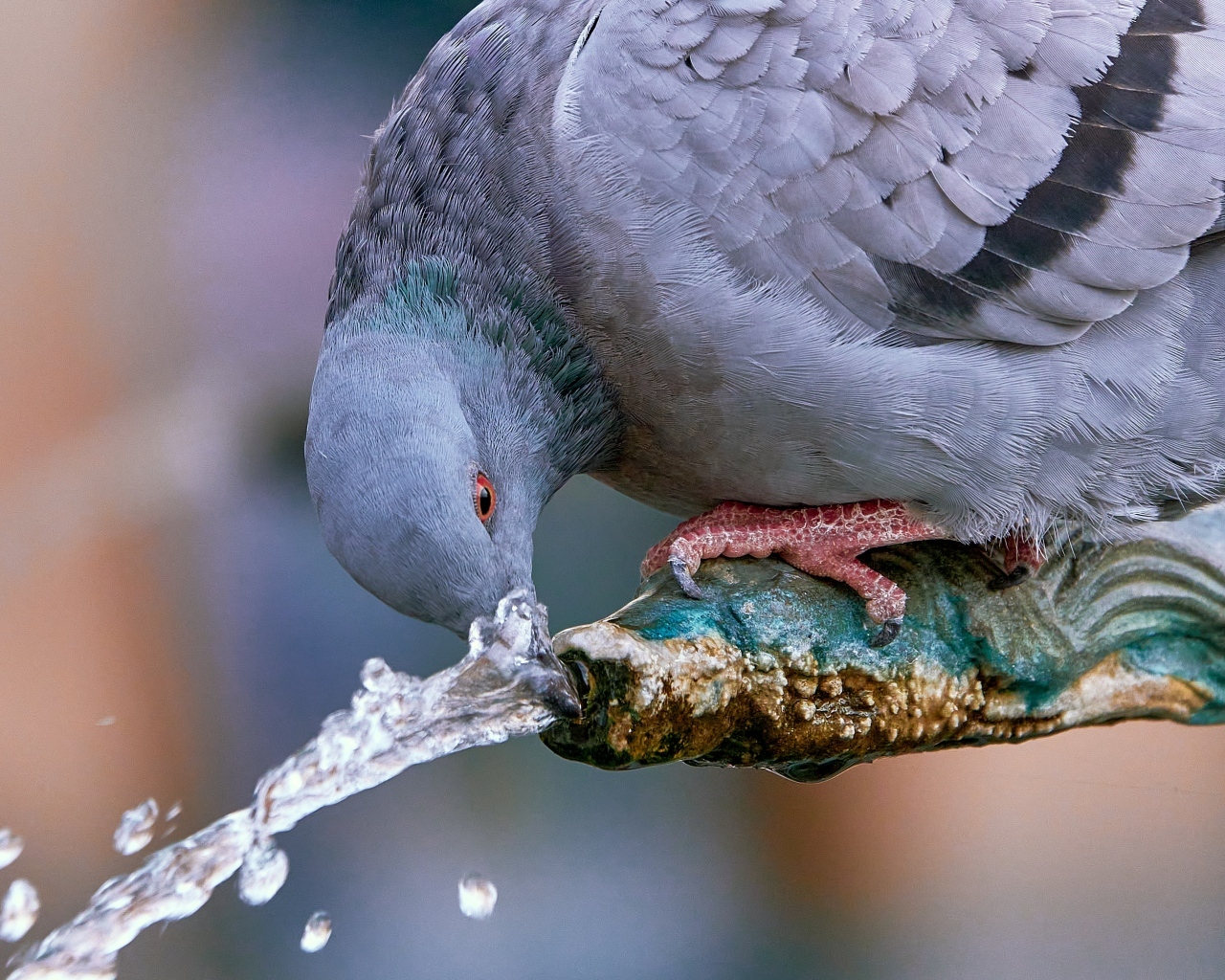 Большой серый голубь пьет воду