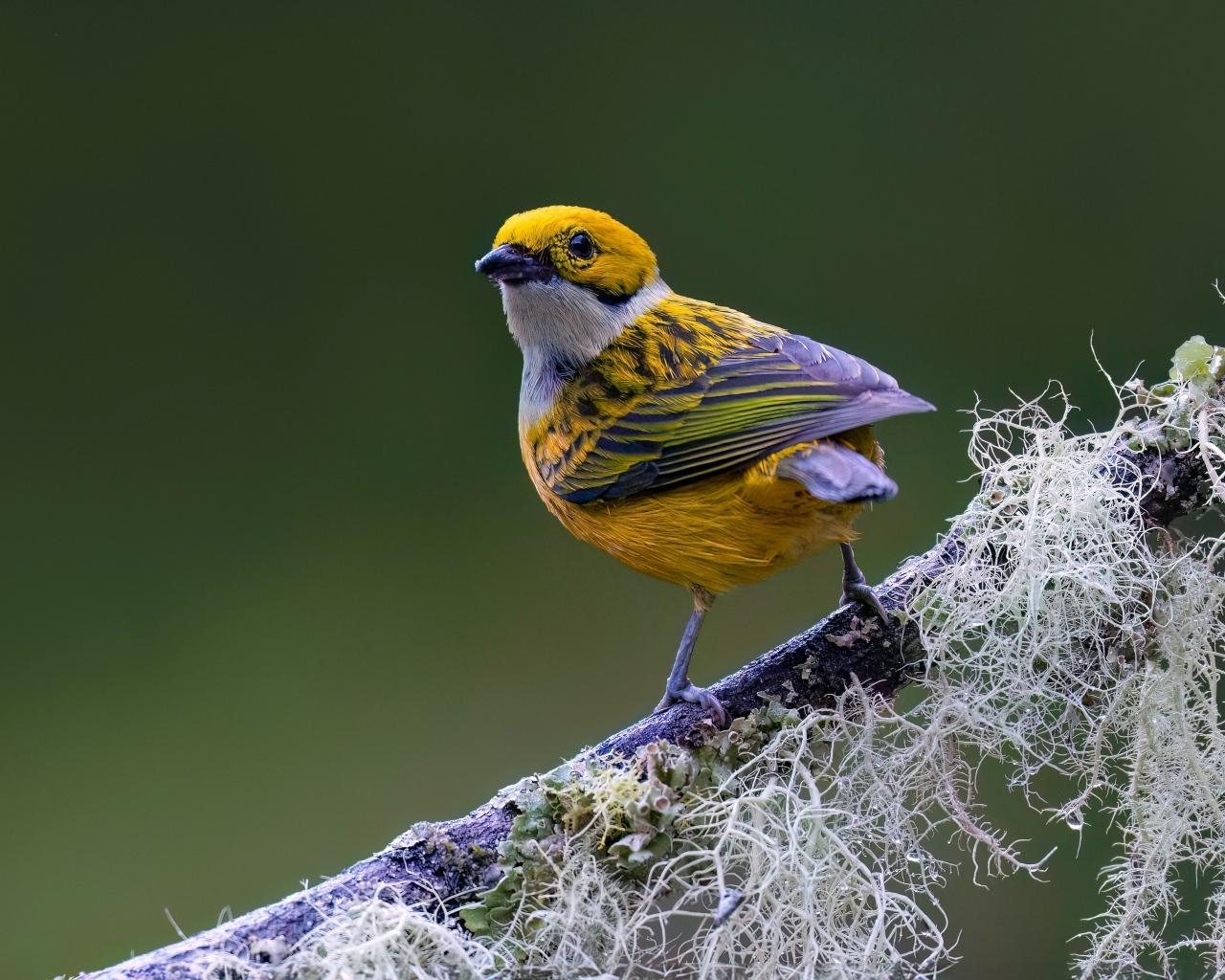 Птица вьюнок сидит на ветке