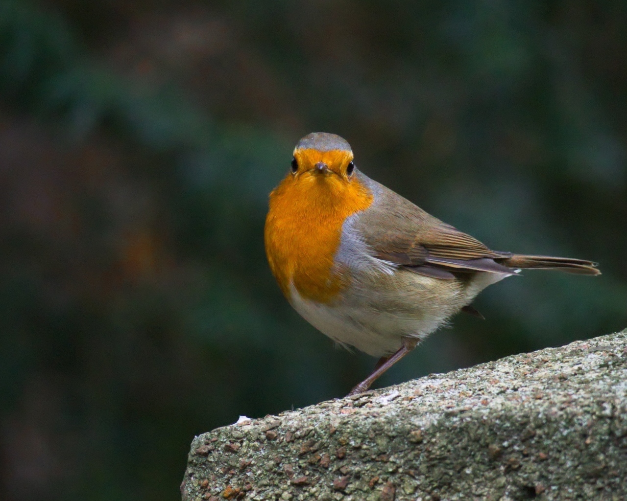 Птица вьюнок сидит на бетонной плите