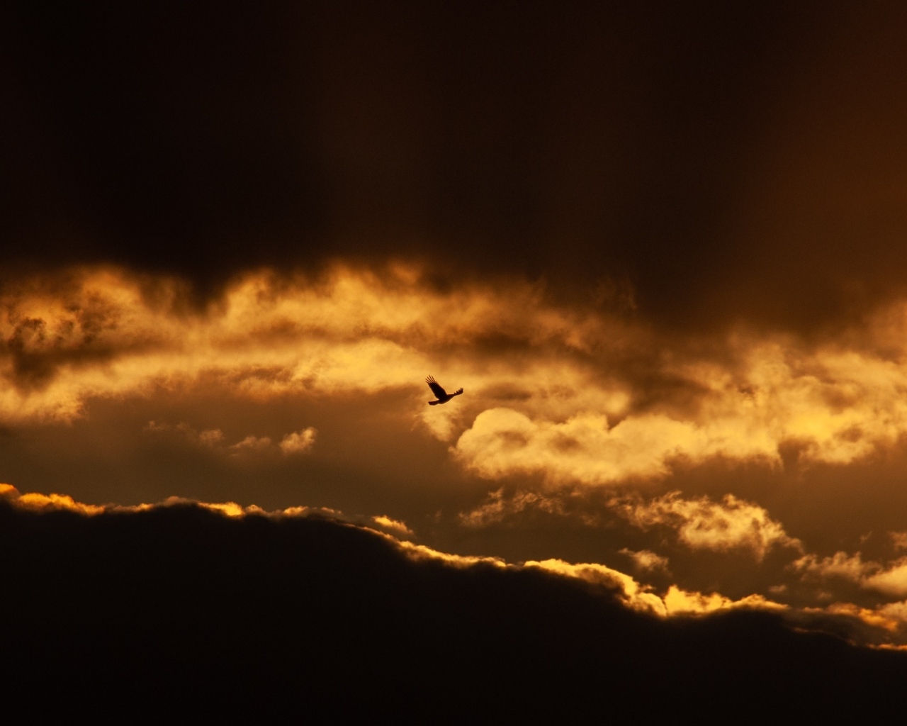 Птица летит в небе на фоне заката