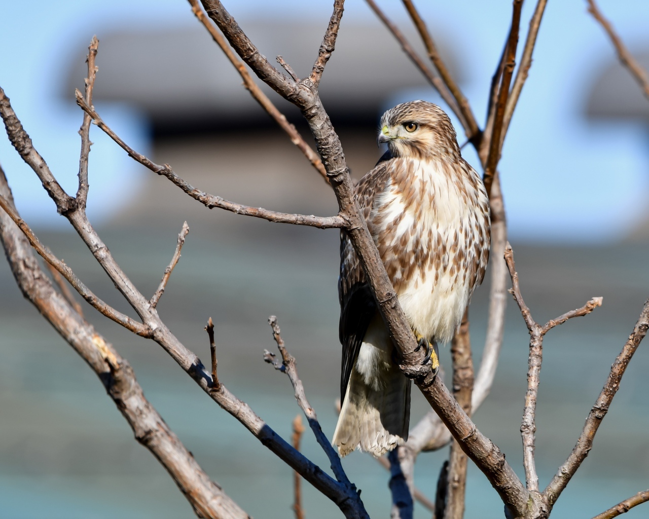 Хищная птица канюк сидит в ветках дерева