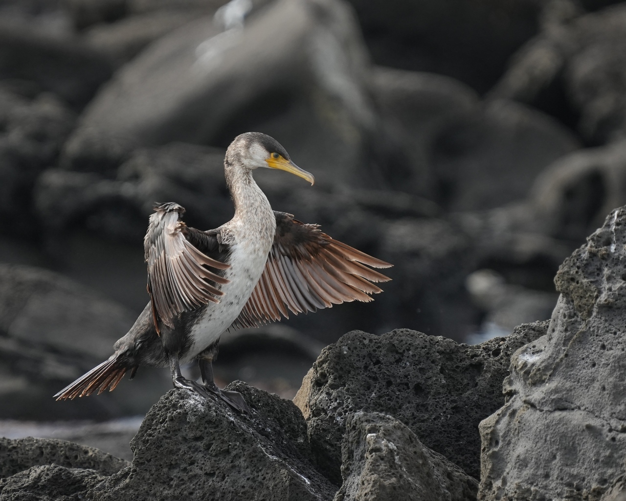 Черный баклан охотится на камне