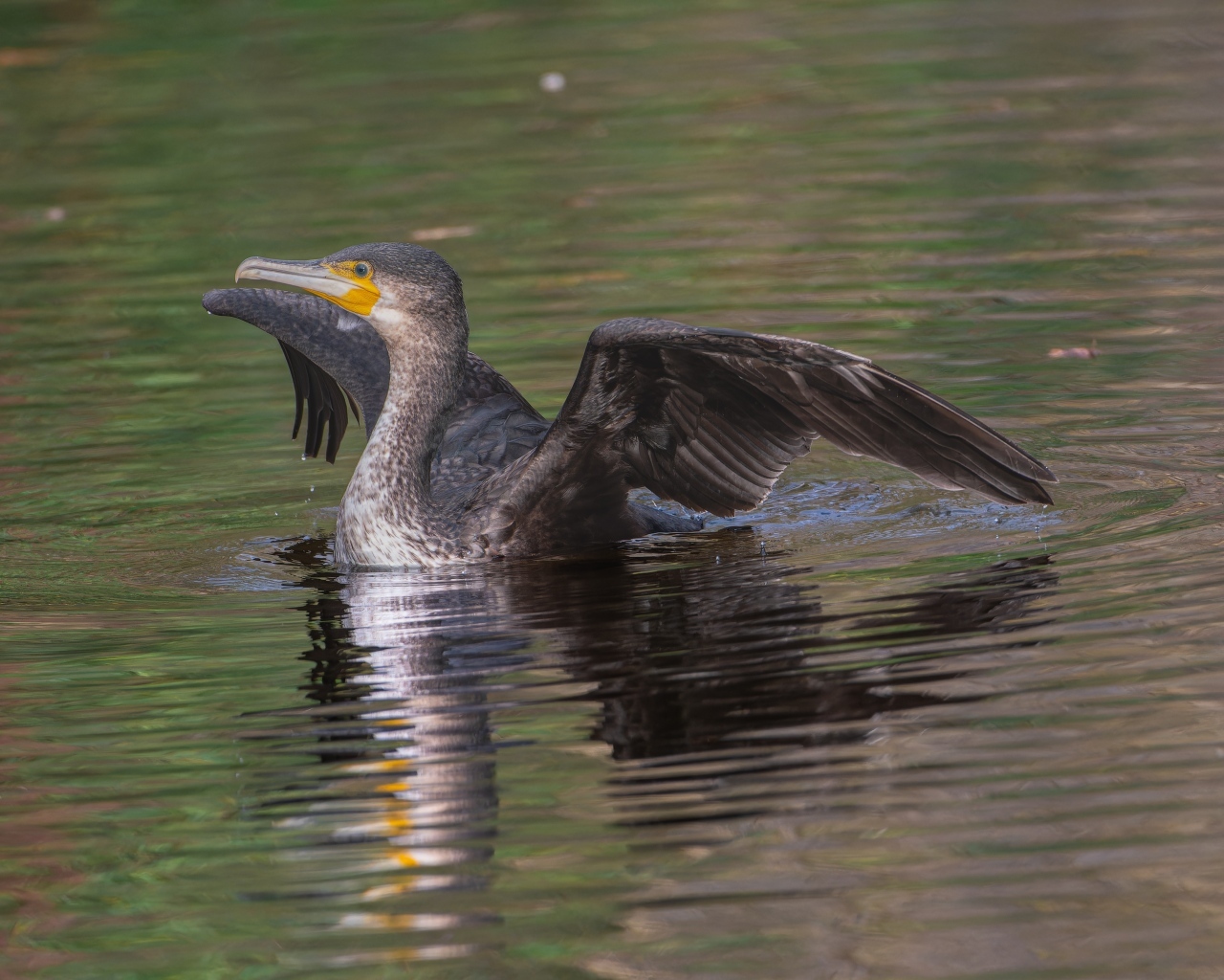 Черный баклан расправил крылья в воде
