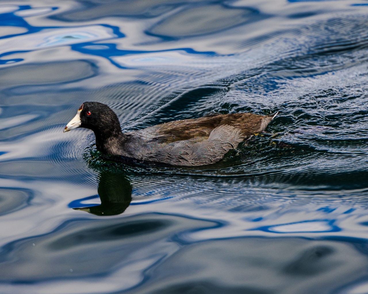 Черная кряква плывет по озеру