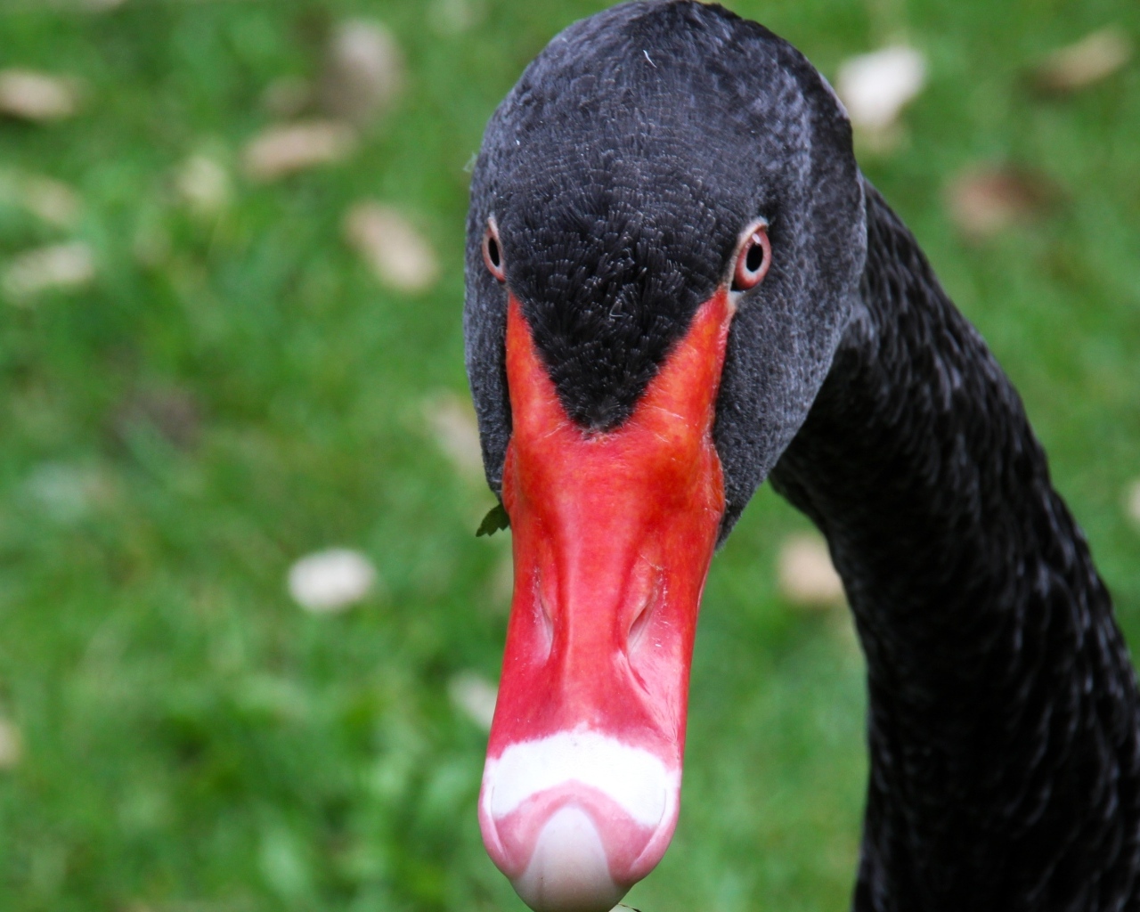 Черный лебедь с красным клювом крупным планом