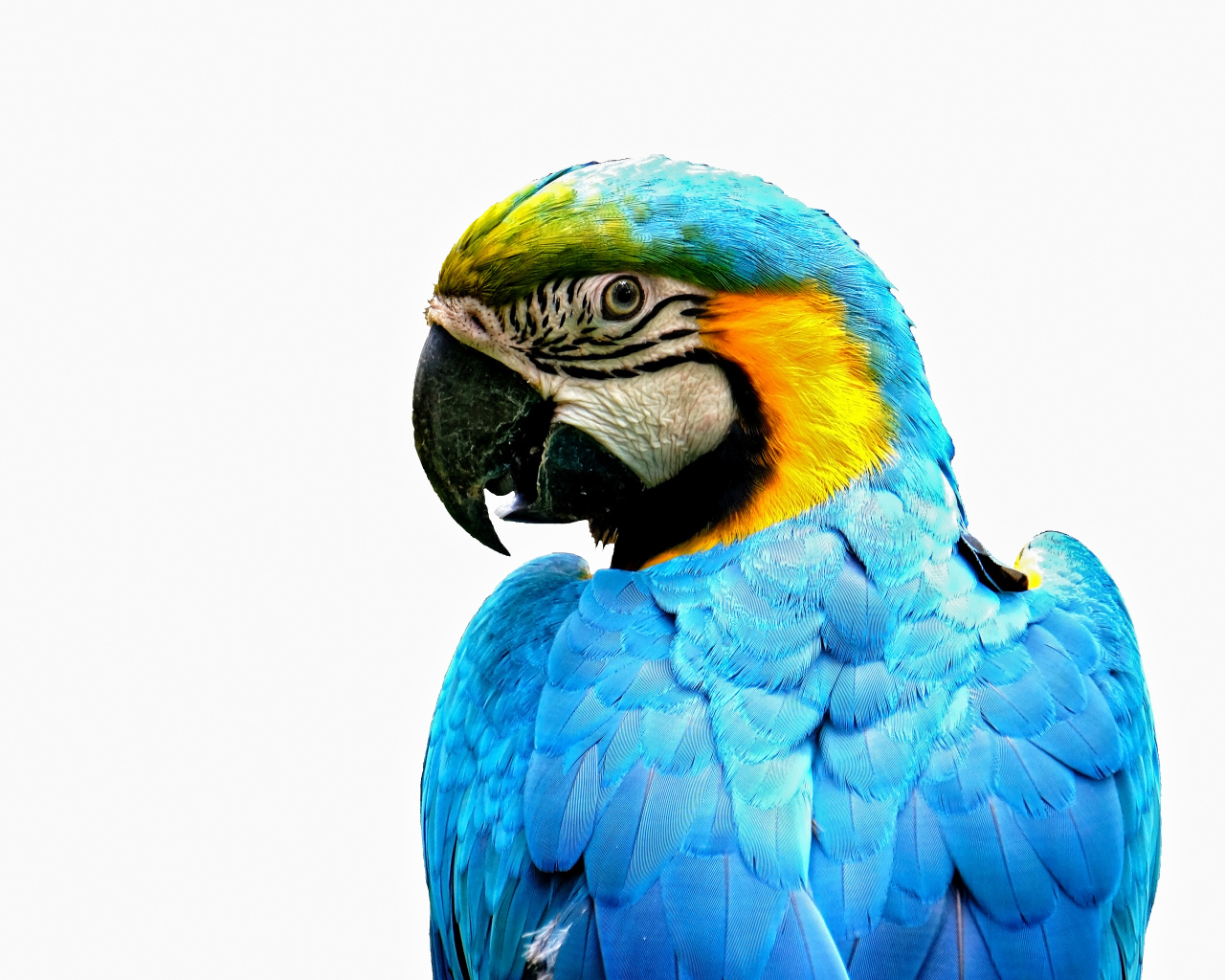 Голубой попугай ара крупным планом на белом фоне