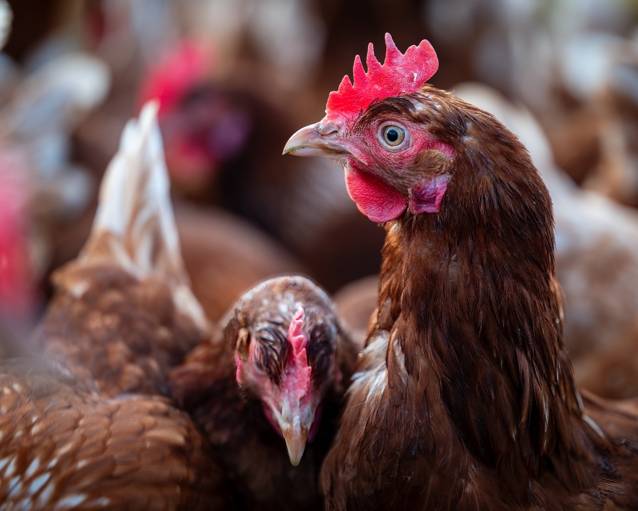 Коричневые домашние куры на ферме