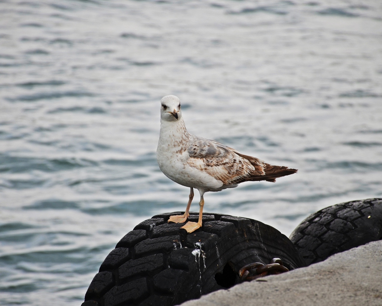 Коричневая чайка стоит у воды