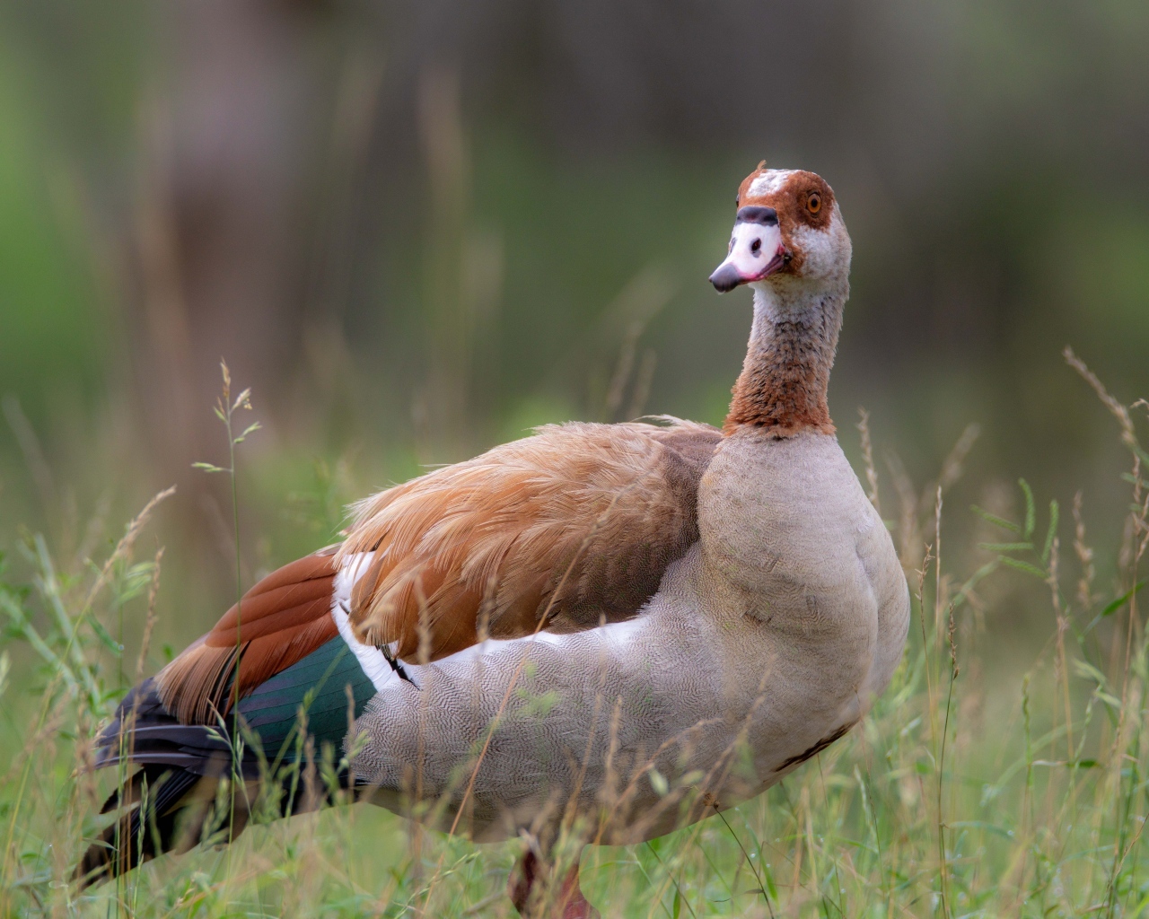 Коричневый дикий гусь в траве