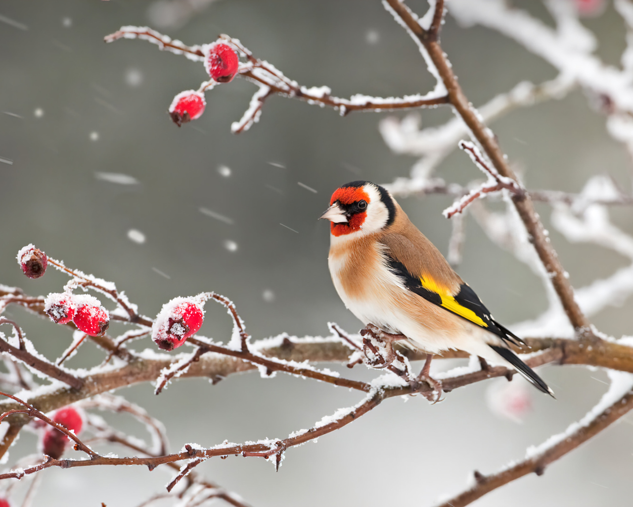 Снегирь сидит на ветке с красными ягодами зимой