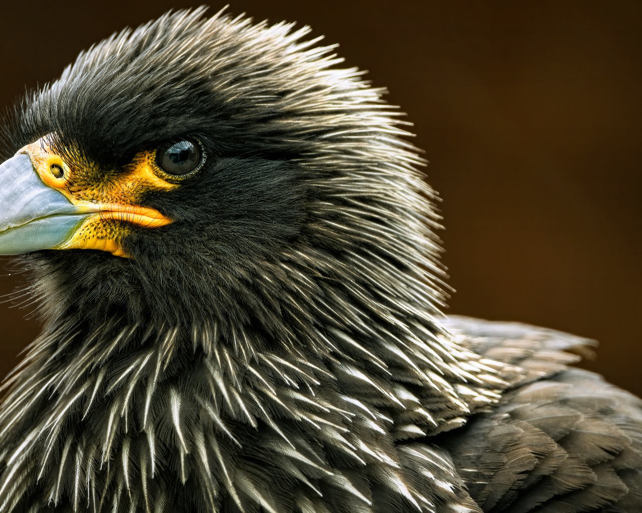 Птица каракара крупным планом