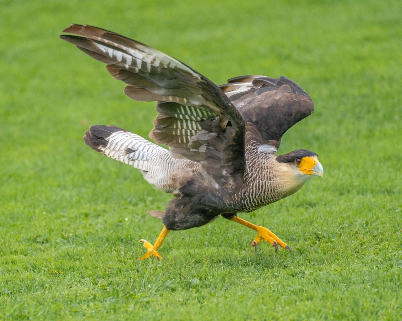Птица каракара готовится к взлету