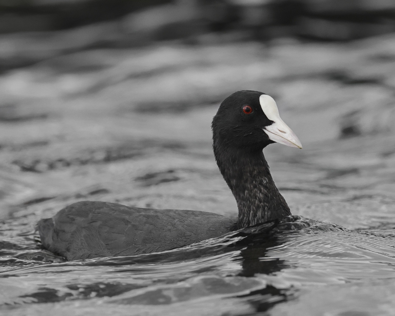 Птица лысуха плывет по воде